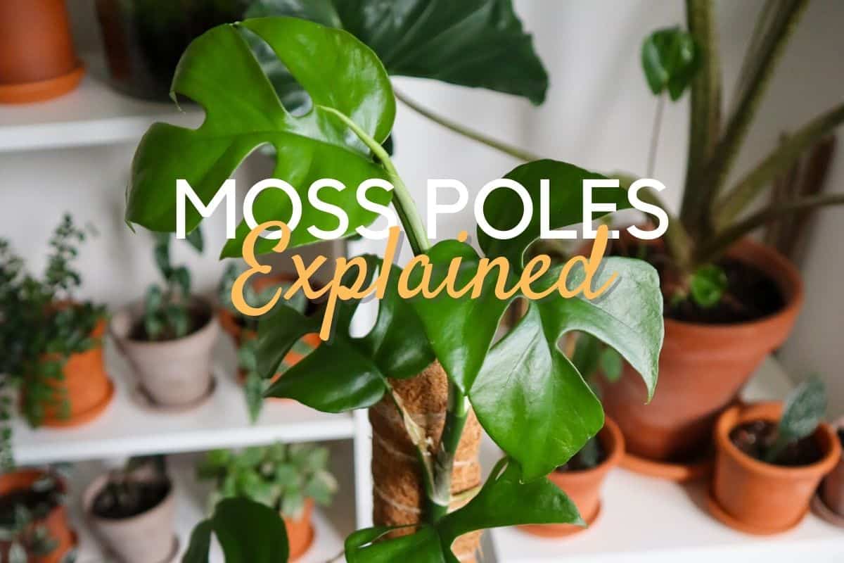 How (& Why) You Should use a Moss Pole for Plants