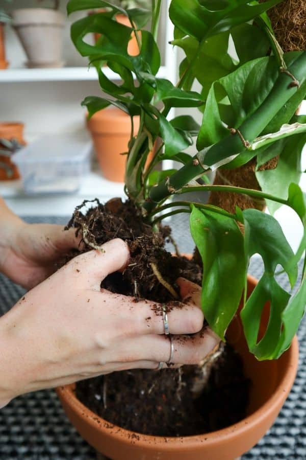 WTH do you do with moss on top of plant soil? This has always perplexed me.  Is it just for decoration? Do you keep it on for moisture retention? Do you  water