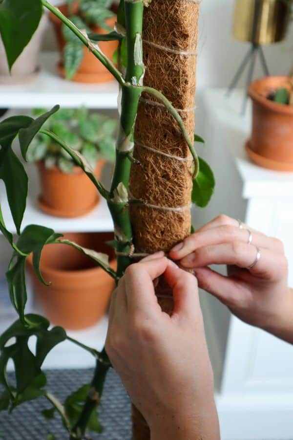 Mini Monstera on a moss pole