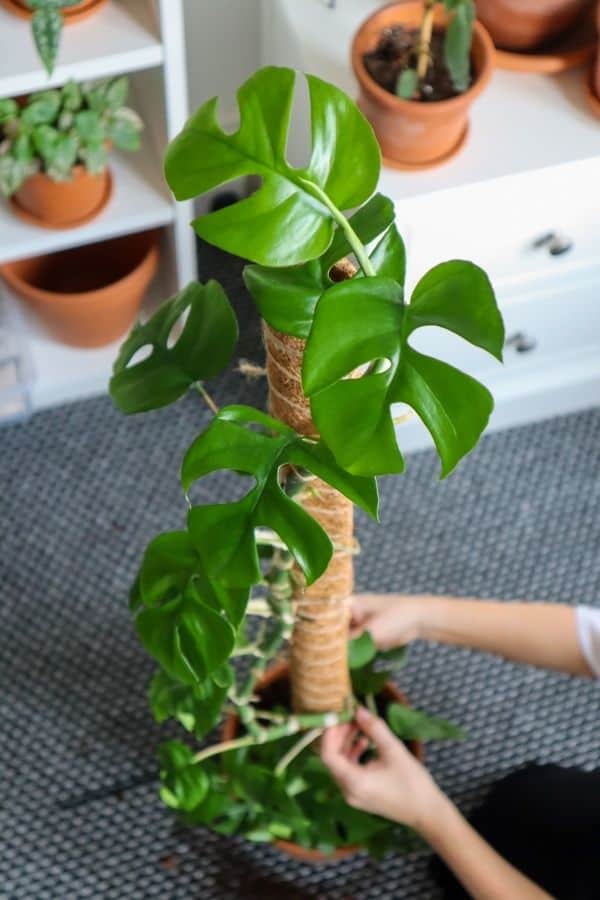 Mini Monstera on a moss pole