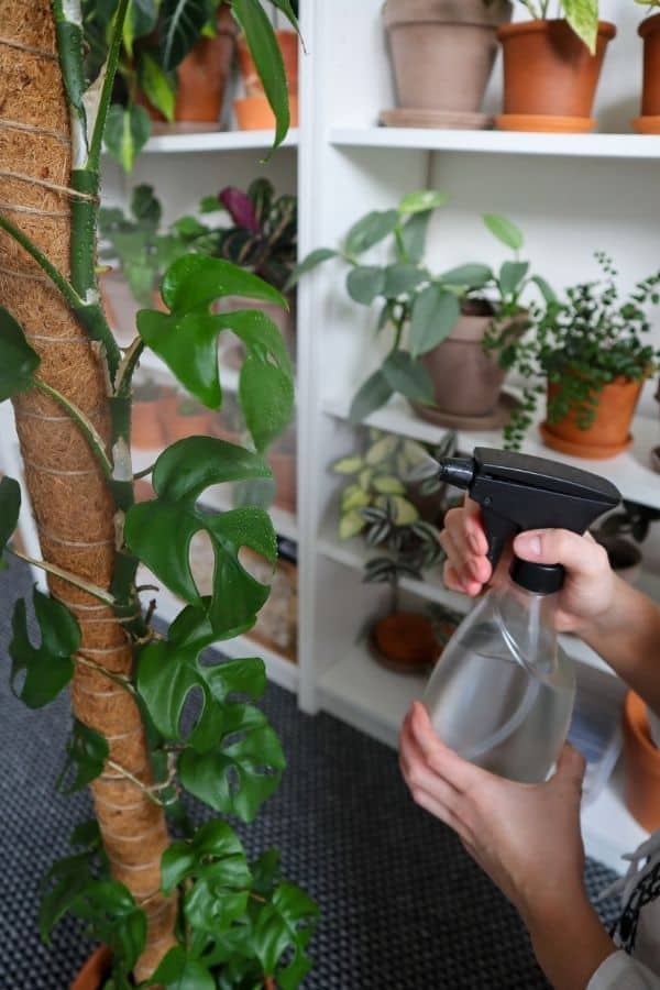 Mini Monstera on a moss pole