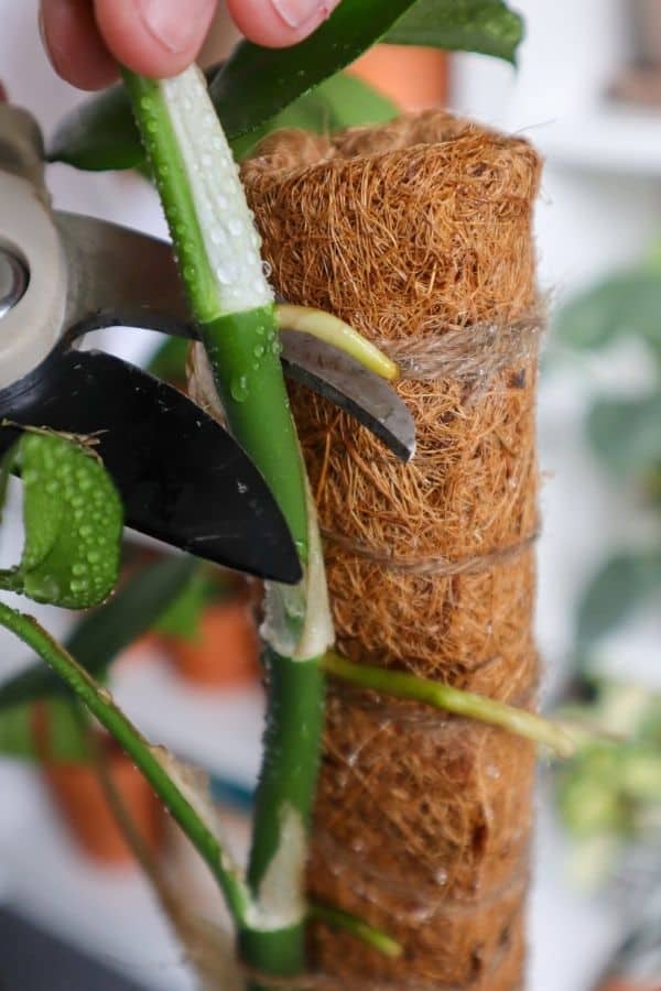 Mini Monstera on a moss pole