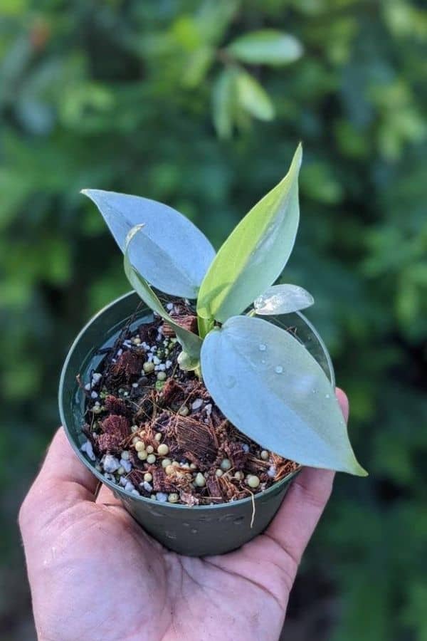 Philodendron Silver Sword (Philodendron hastatum)
