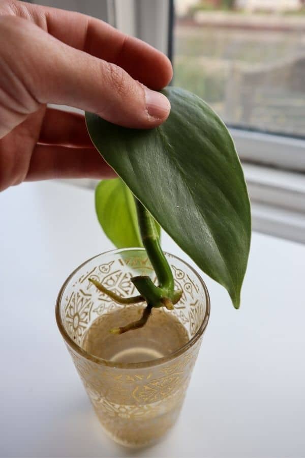 Philodendron Silver Sword (Philodendron hastatum)