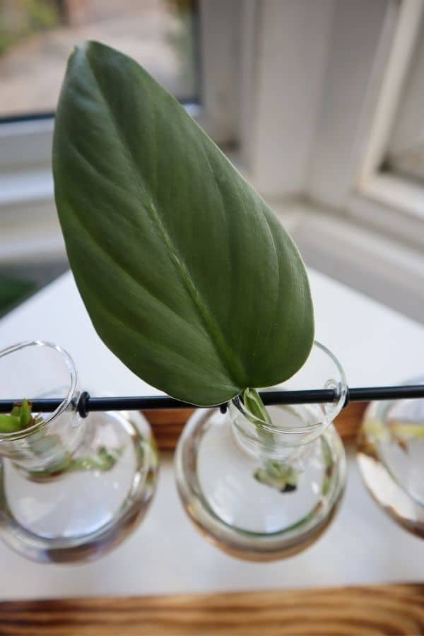 Philodendron Silver Sword (Philodendron hastatum)