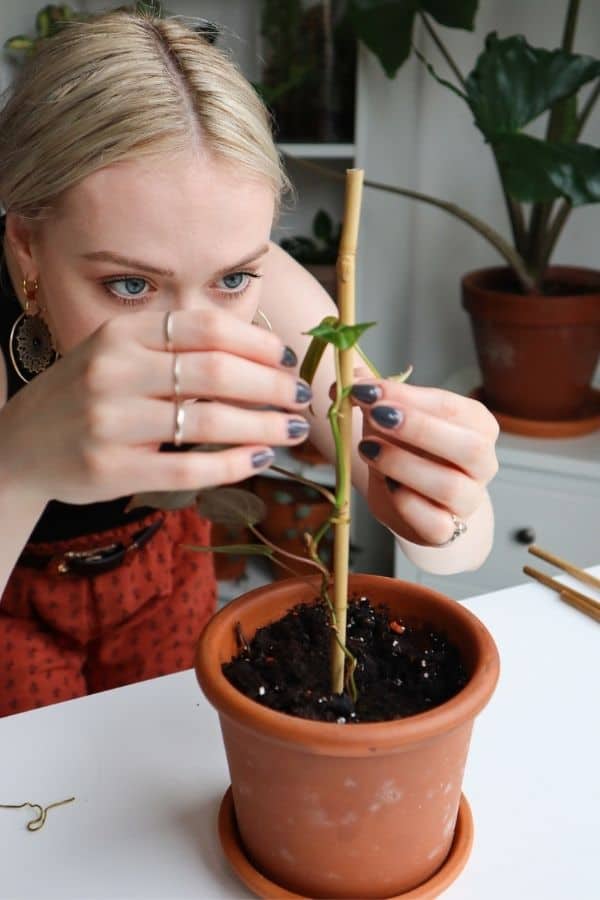 Philodendron micans