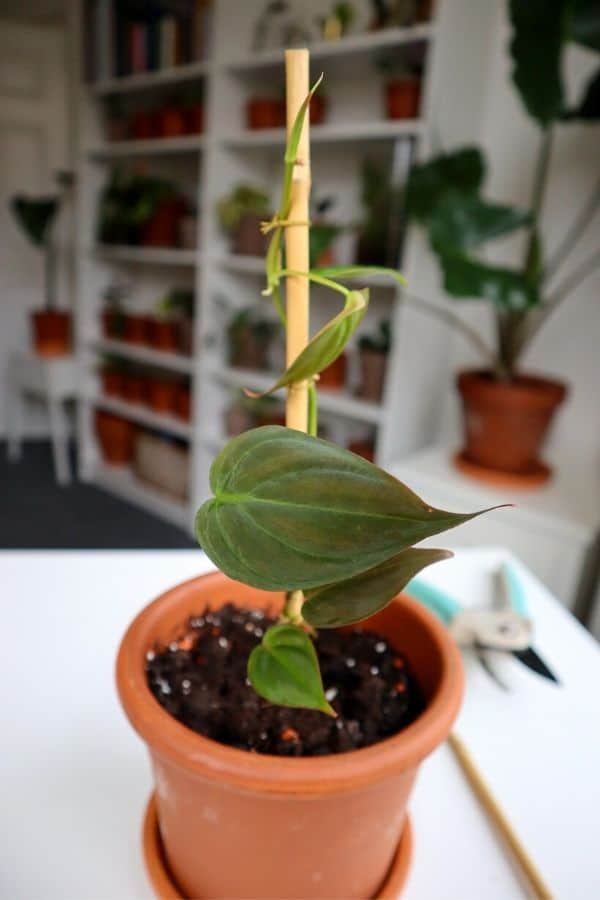 Philodendron micans