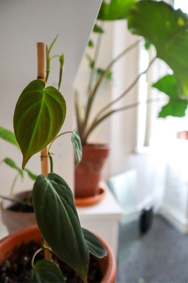 Philodendron micans