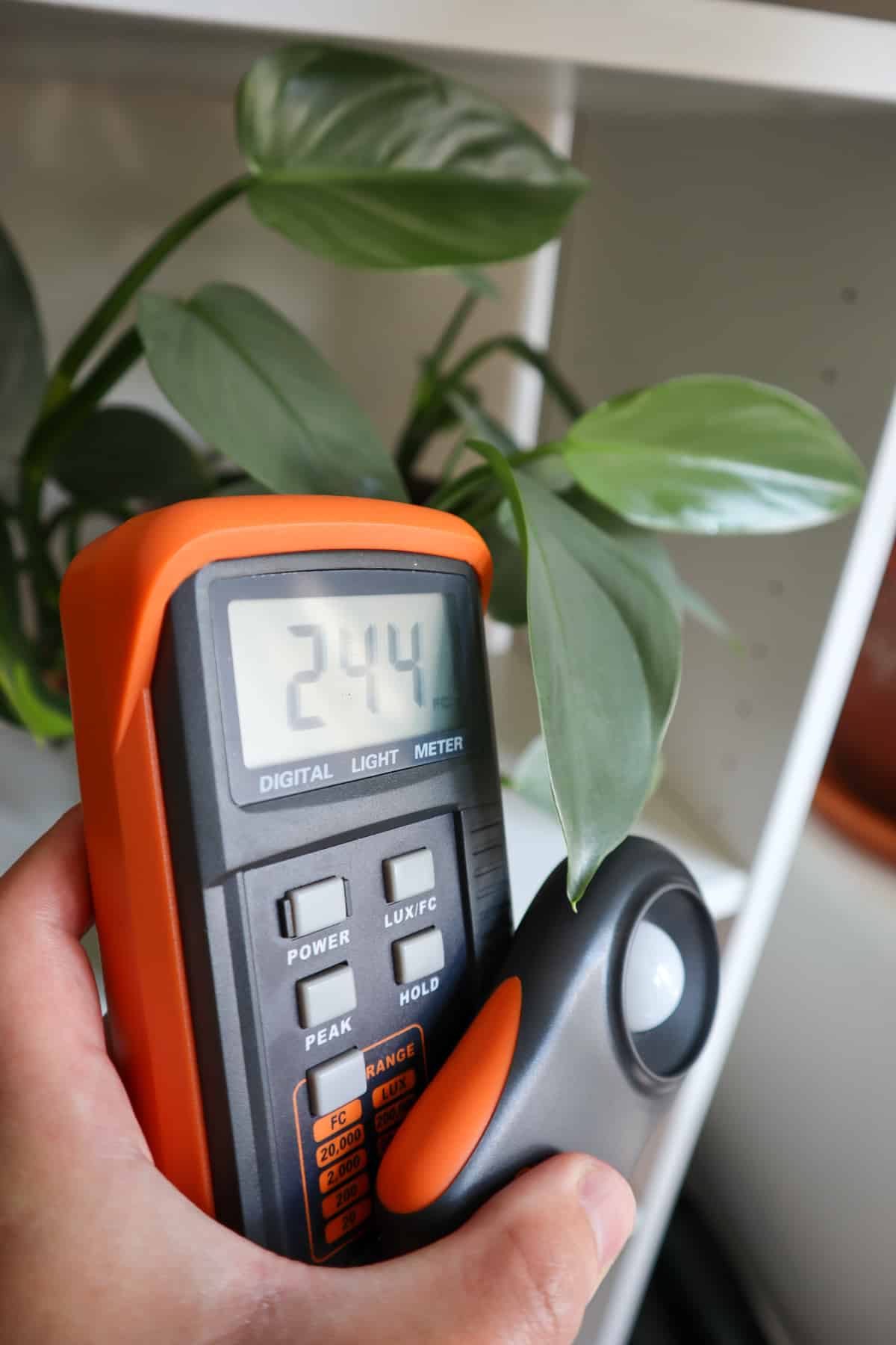 Philodendron silver sword light requirements demonstrated with a light meter