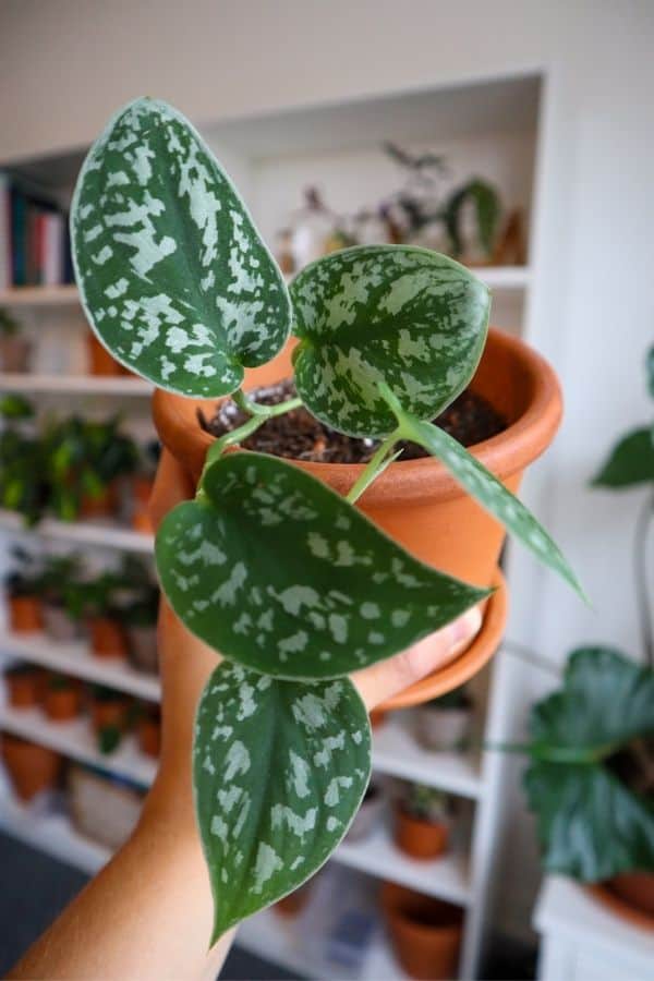 Satin Pothos growth