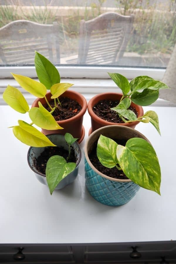 Types of Pothos