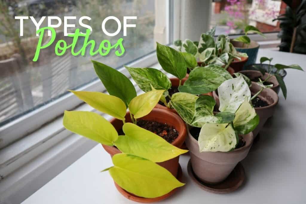 The Epic Guide to Pothos Varieties (12 Hot Types of Pothos)