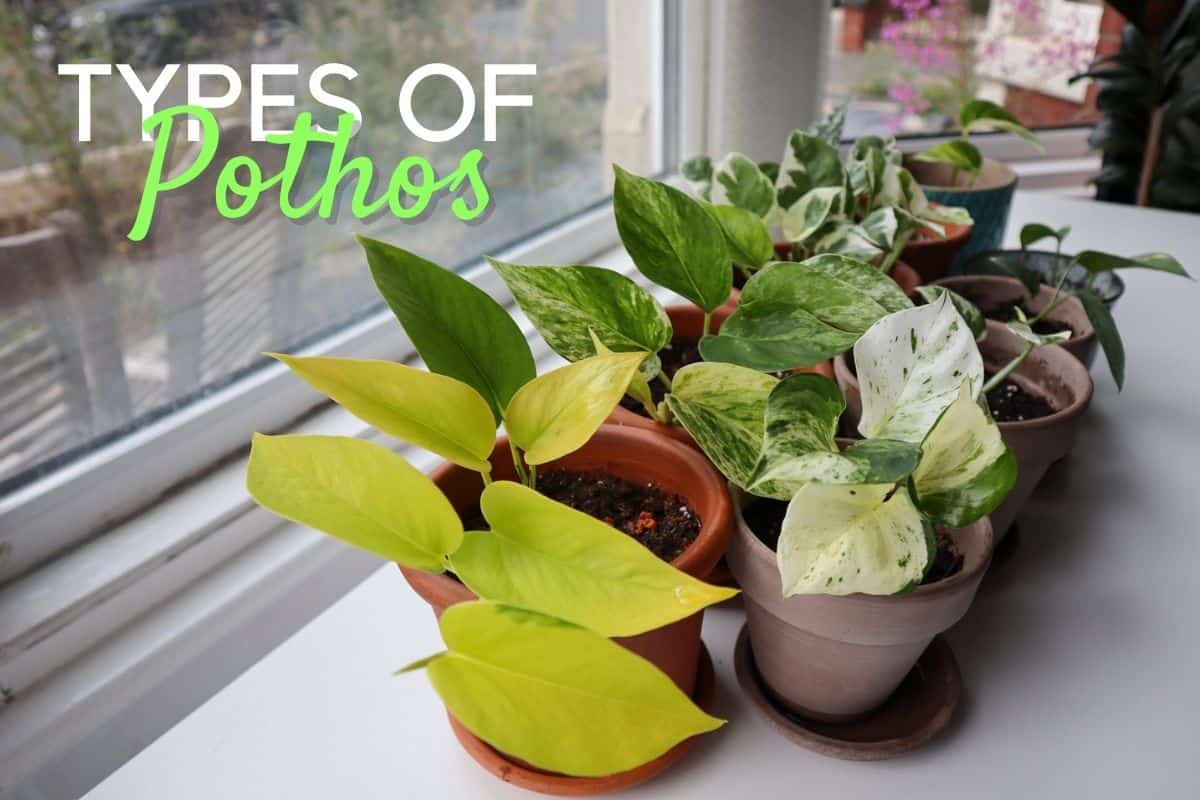 The Epic Guide to Pothos Varieties (12+ Hot Types of Pothos)