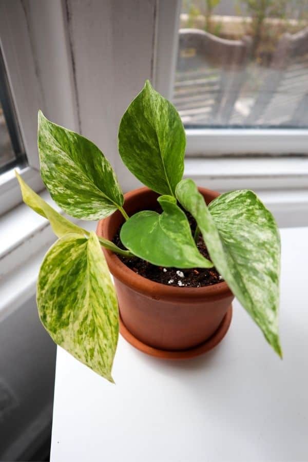 What is the difference between Epipremnum aureum 'Marble Queen' and epipremnum  pinnatum marble? : r/houseplants