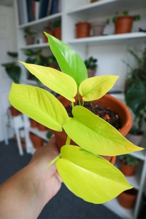 Neon Pothos