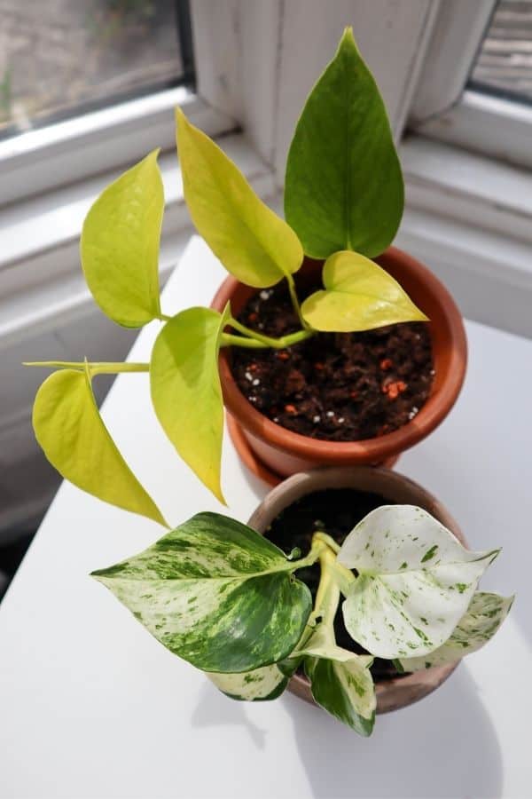 Types of Pothos