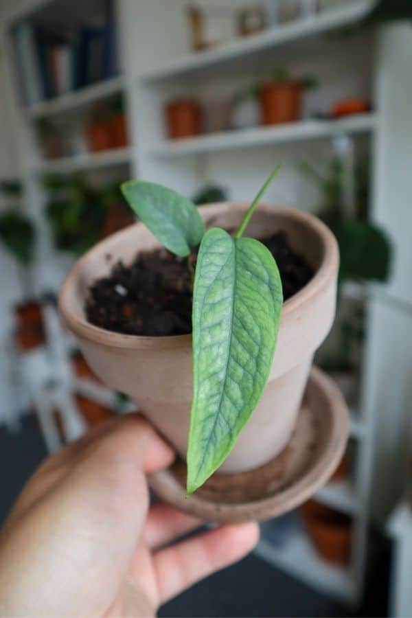 Cebu Blue Pothos