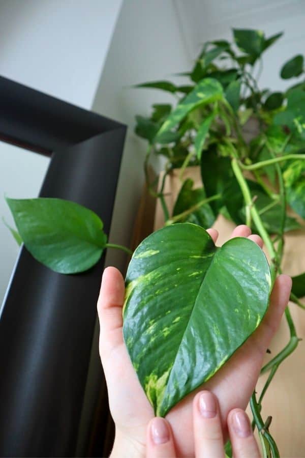 Golden Pothos