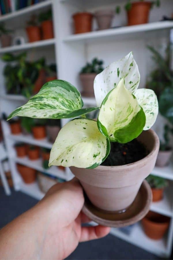 Manjula Pothos