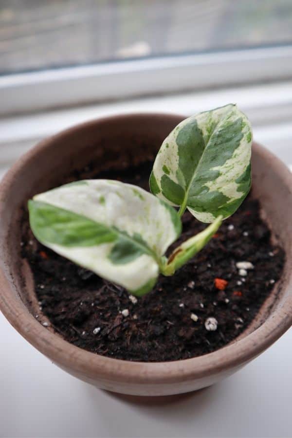 Pearls and Jade Pothos