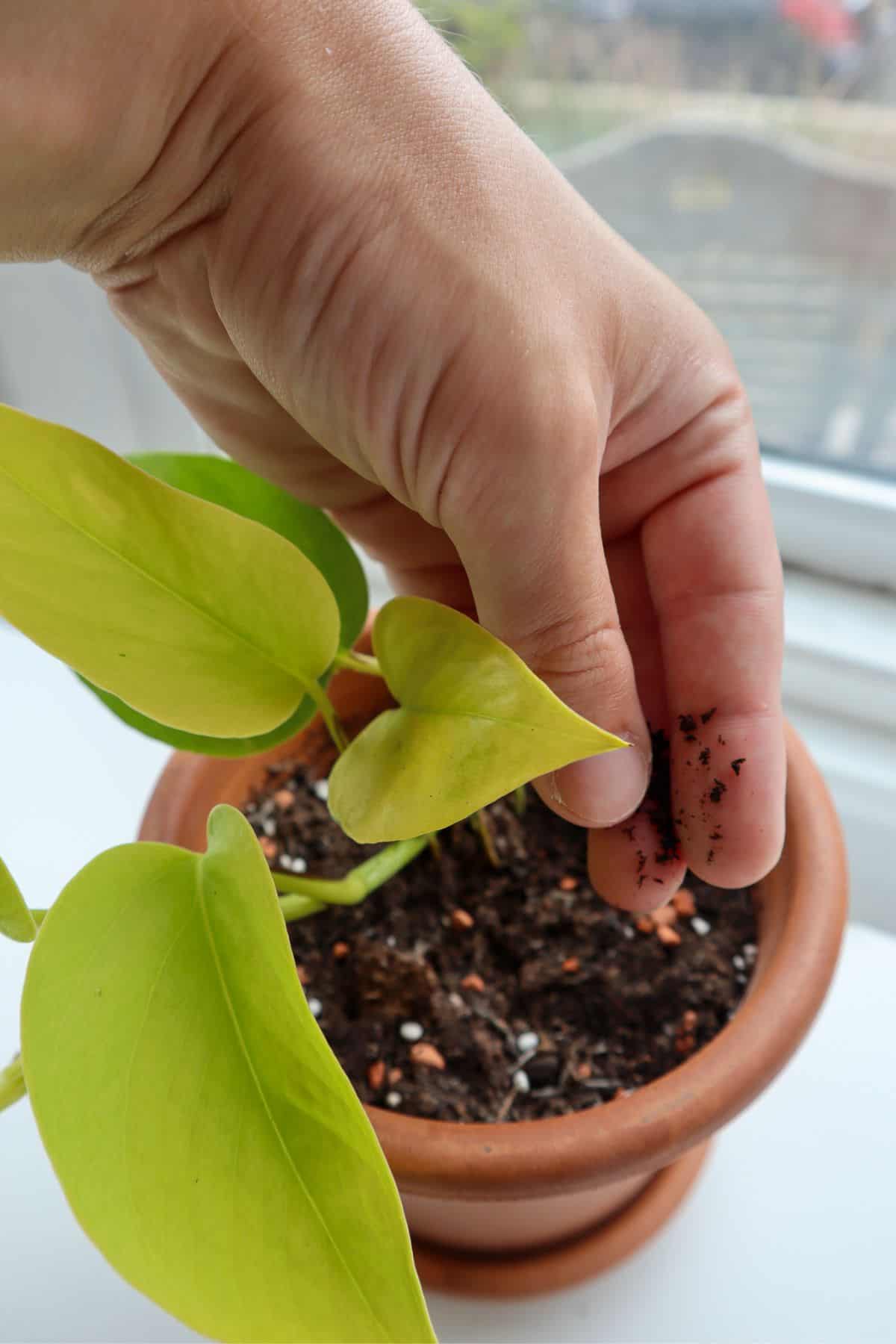 Worm Castings added as a soil topper