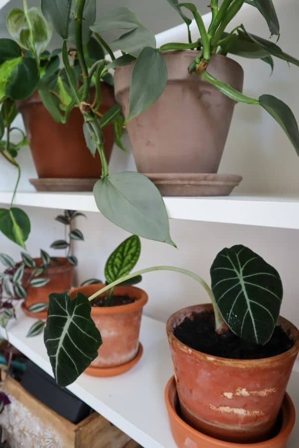 Alocasia Black Velvet