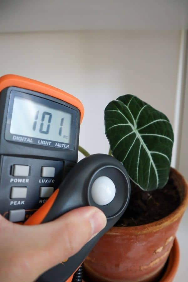 Is my alocasia black velvet flowering? Had it for around 2 month and  suddenly 3 new growth and one looking bit thick to be just a leaf. My first  alocasia. : r/houseplants