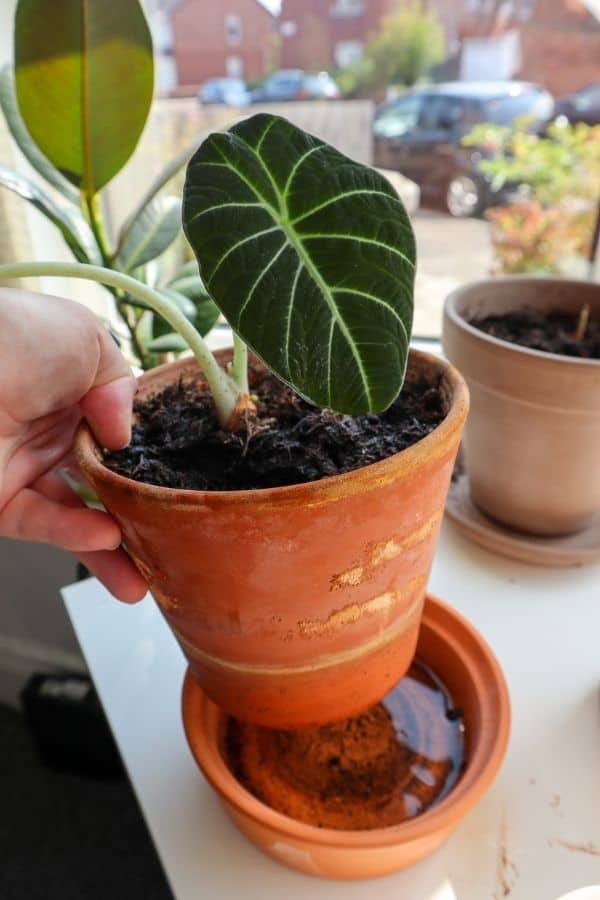 Alocasia ‘Black Velvet’ (Alocasia reginula)