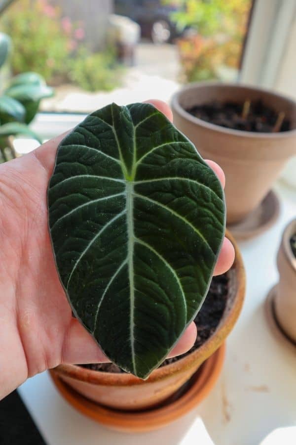 Is my alocasia black velvet flowering? Had it for around 2 month