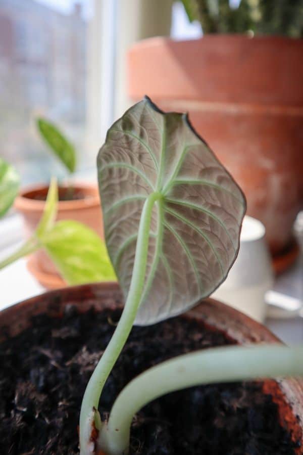 Is my alocasia black velvet flowering? Had it for around 2 month and  suddenly 3 new growth and one looking bit thick to be just a leaf. My first  alocasia. : r/houseplants