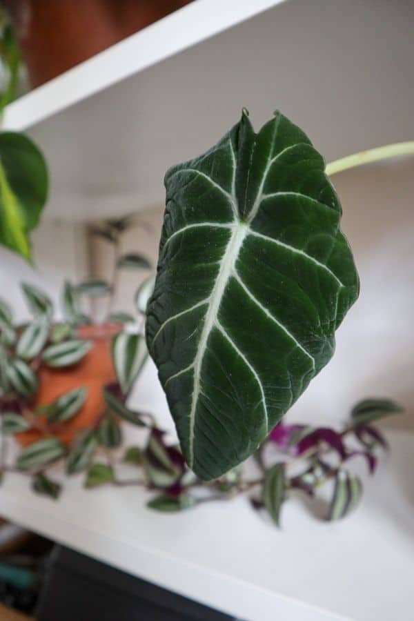 Is my alocasia black velvet flowering? Had it for around 2 month and  suddenly 3 new growth and one looking bit thick to be just a leaf. My first  alocasia. : r/houseplants