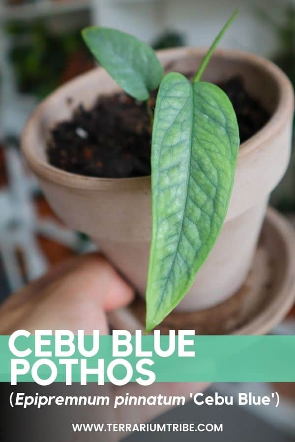 Cebu Blue Pothos (Epipremnum pinnatum) Care & Growth Guide