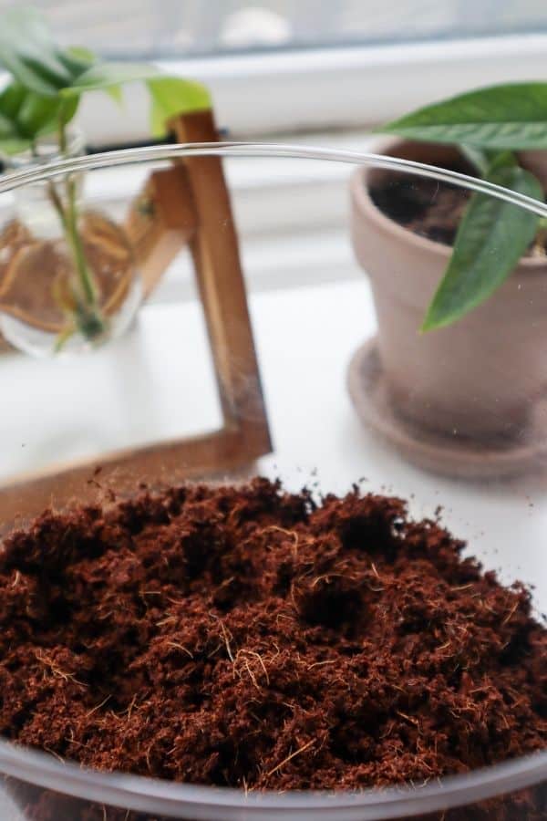 The Definitive Guide to Coco Coir (Why We Love It!) - Terrarium Tribe