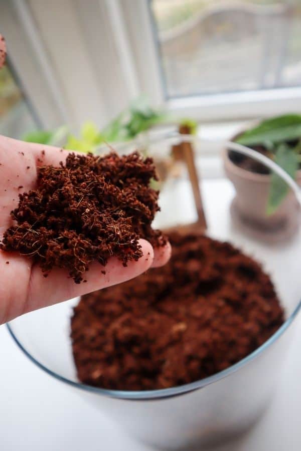 Coconut Coir: How to Use it for Plants & Gardening (Ultimate Guide)