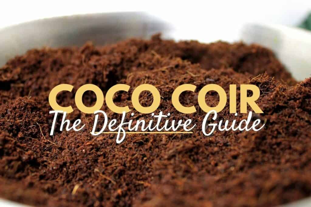 The Definitive Guide to Coco Coir (Why We Love It!) Terrarium Tribe