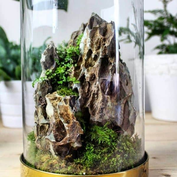 dragon stone moss terrarium