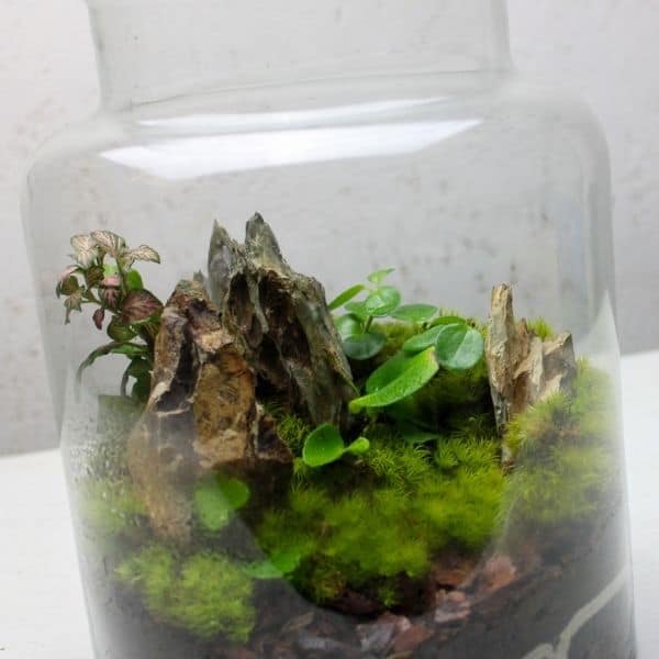 4 Creative Ways to Use Dragon Stone (Ohko) In Your Terrarium