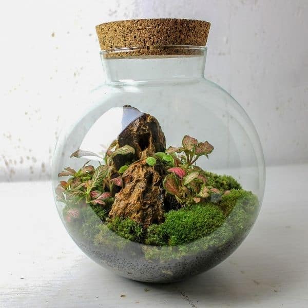 4 Creative Ways to Use Dragon Stone (Ohko) In Your Terrarium