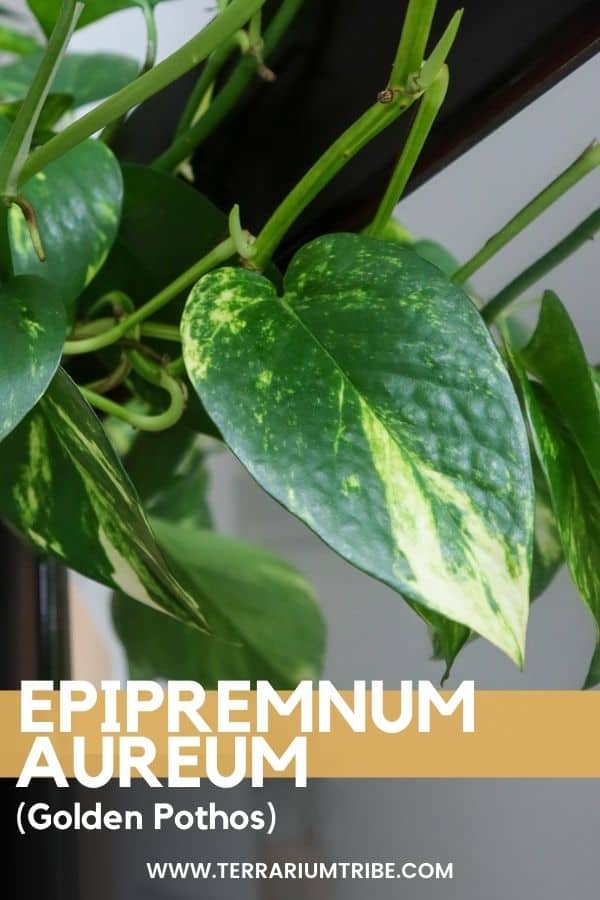 Epipremnum aureum (Golden Pothos)