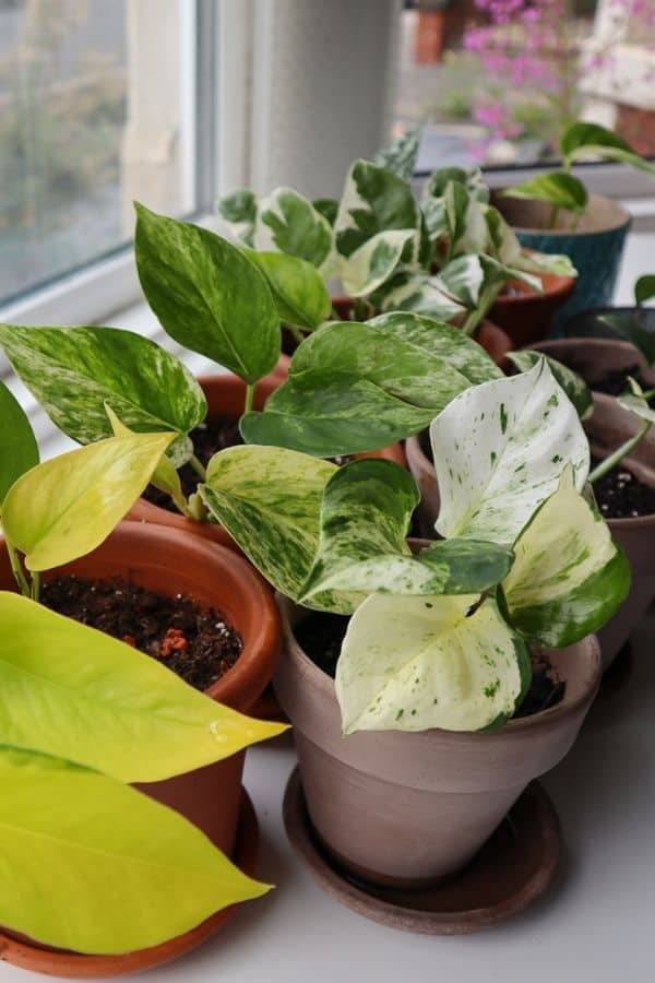 Pothos varieties