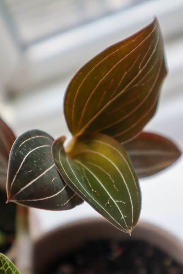 11+ Jewel Orchid Flower