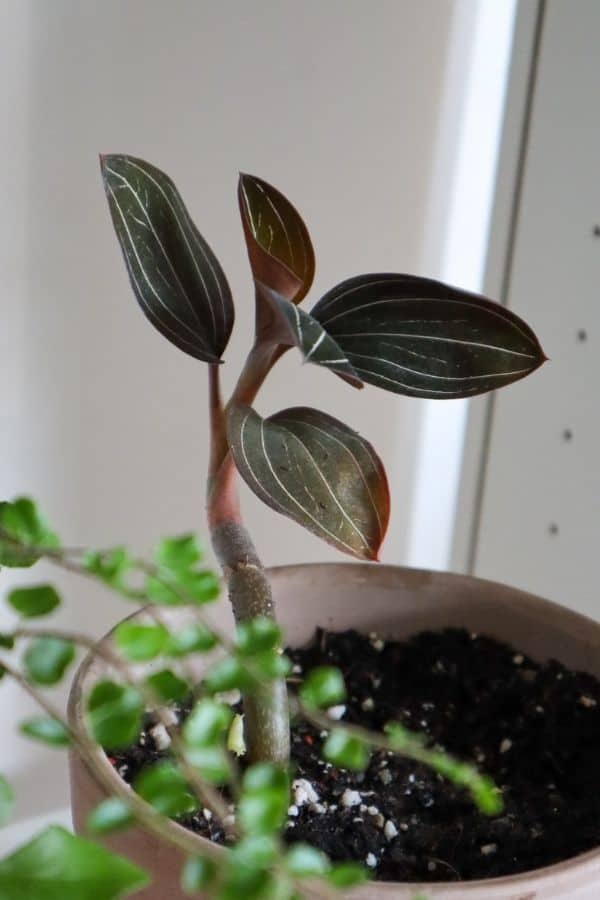 Jewel orchid