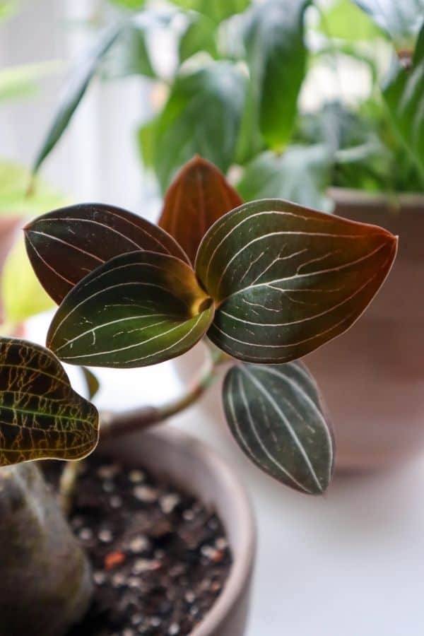 Jewel orchid