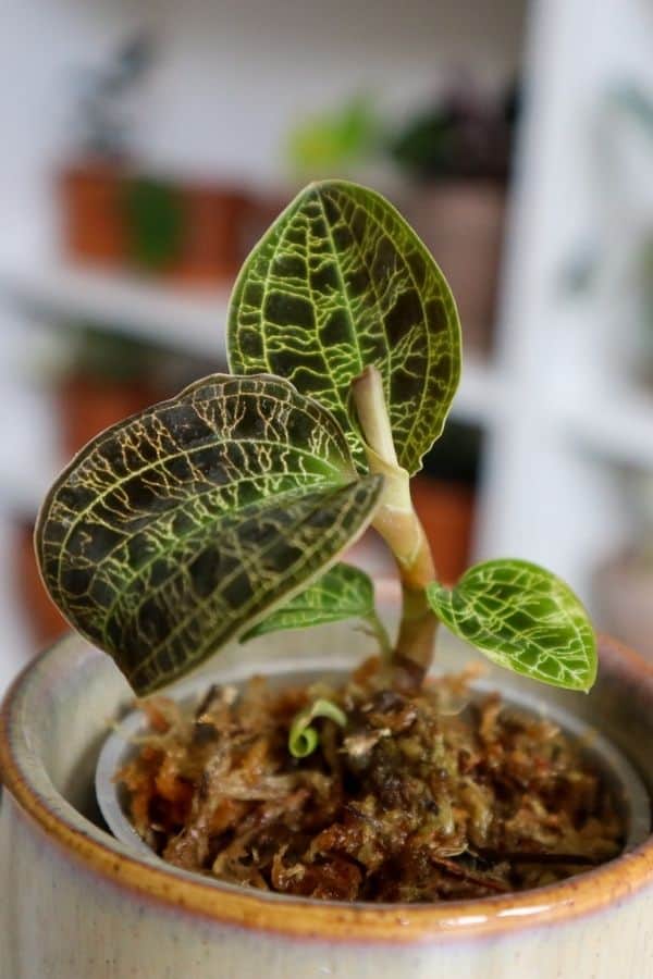 How do I care for this jewel orchid : r/Jewelorchids