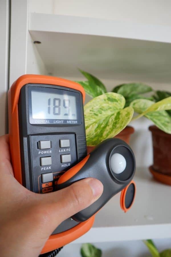 Marble Queen Pothos lighting