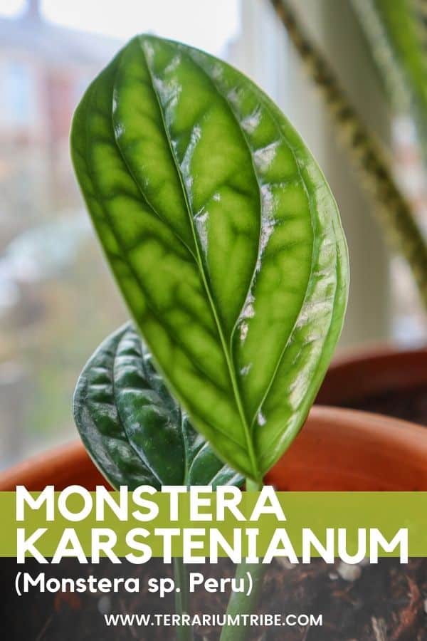 Monstera Peru