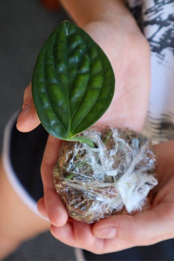 Monstera Peru in a small sphagnum package.