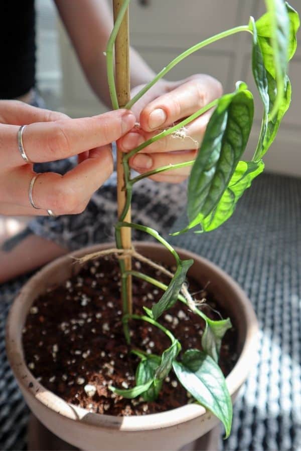 Monstera siltepecana