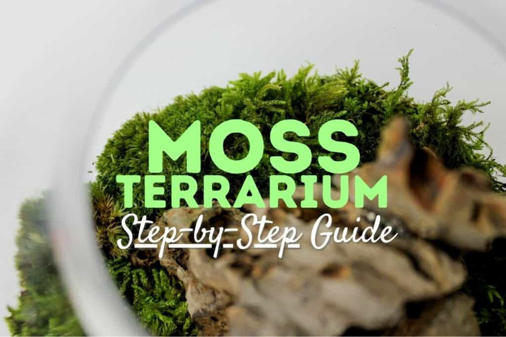 How to Make a Moss Terrarium (DIY Mossarium) StepbyStep