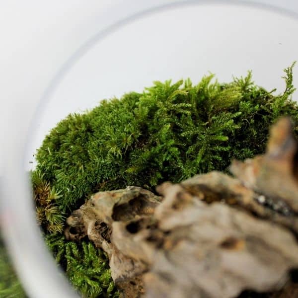 Moss terrarium